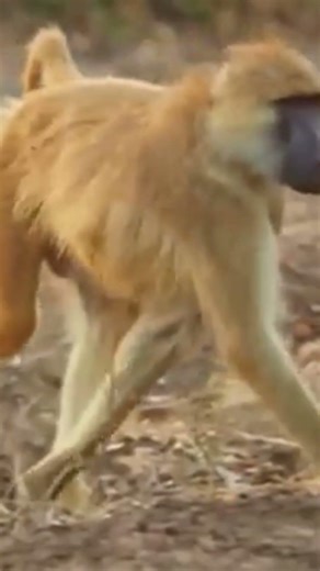 Most Amazing Animal Moments#animals