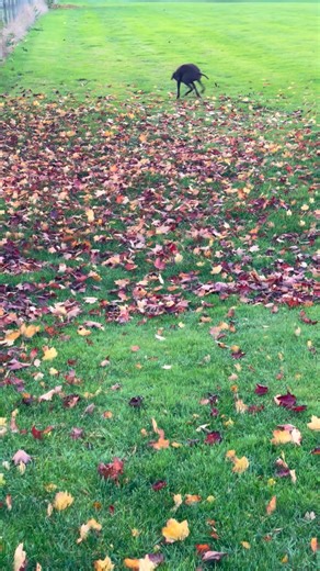 Mum picked me up from school today, where my teacher said “She’s had a really, er, active day. Really busy. Full of energy, on the go pretty much the whole day. And she’s had a lot of… attitude. If she wasn’t centre of attention, we had a lot of barking at everyone. I’ve never seen her like this”. Mum and Dad have really noticed that in the last few weeks I’ve had the energy of a puppy. I’ve been on long walks and garden snoofers and leg abouts, then still wanted to do training and puzzles and p
