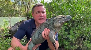 128K views · 3.4K reactions | One of the rarest reptiles on the planet is making a comeback! The Cayman Islands blue iguana, was pushed to brink of extinction because of habitat loss, along with attacks from ferrel cats, dogs and rats! Thanks to the great work from folks Blue Iguana Recovery Programme There are now more than 1000 living in the wild! What a great ambassador species for the island! Will make a great episode of Ocean Treks with Jeff Corwin! | Jeff Corwin | Facebook