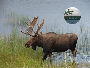 Quatering Moose With Reciprocating Saw