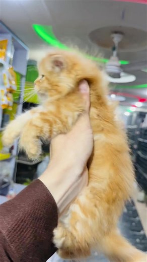 Adorable Pets Compilation That Every Pet Lover Must See