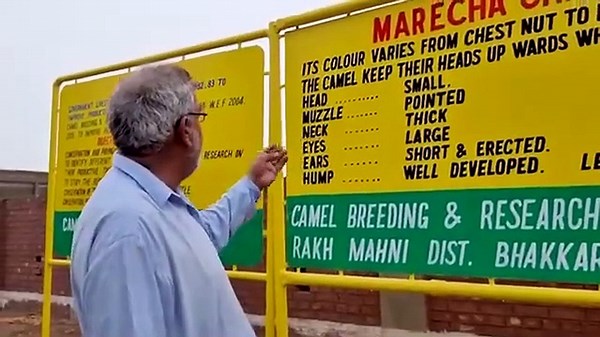 The Asian biggest camel form