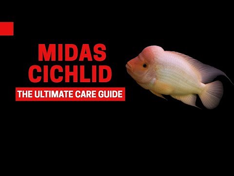 MIDAS CICHLID CARE GUIDE