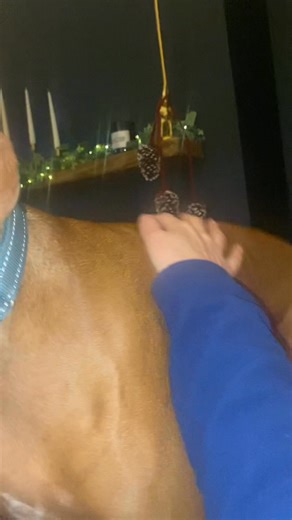 How long does it take for your dog to settle??? | Paws on the floor - Dog walking service