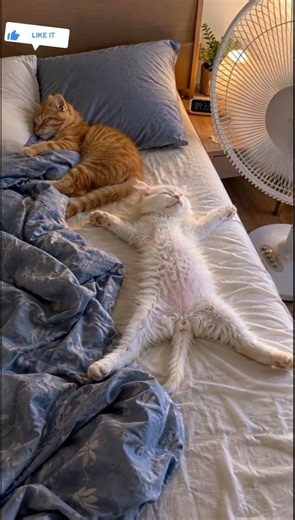 Funniest cats moments 2026 #funny #cat #catshorts #usa