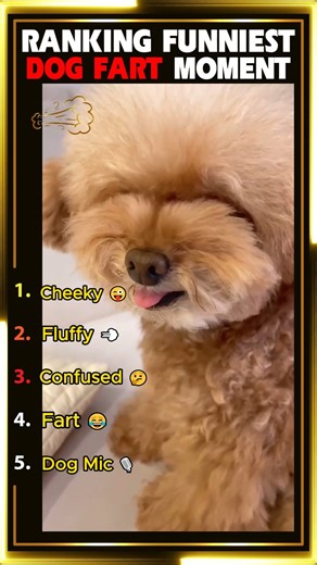 Funniest Dog Fart Moments Ranked! 🐶💨😂 #FunnyAnimals #CutePets #FurballFunnies