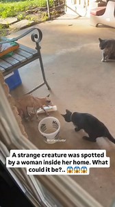 94K views · 187 reactions | A strange creature was spotted by a woman...