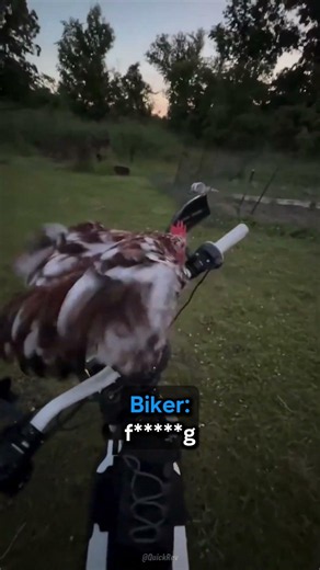 Chicken Asks Biker For A Ride (Credit: @brodsterr on IG) #usa