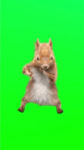 Dancing squirrel 😂😂😂