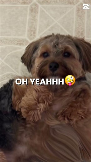 Vector oh yeah #petsrule #puppy #dogs #puppy #cutedogs #funny #cutepets ￼