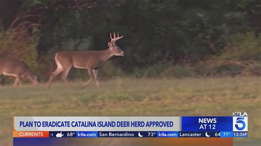 Plan approved to kill entire deer population on Catalina Island