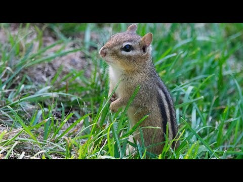 The Incredible Journey of Chipmunks: From Tiny Newborns to Master Survivors