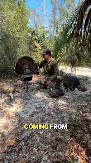 Turkey Decoy Setup