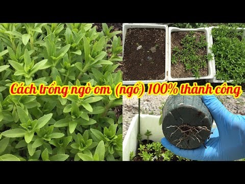 Cách trồng ngò om (ngổ) 100% thành công