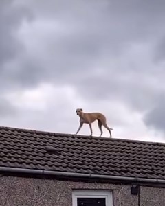 Animals get themselves into all kinds of weird and random places 😂 | LADbible