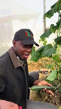 Cucumber Farming Challenge Update 🥒 | Lessons, Setbacks & Progress