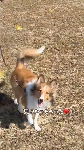 シェルティに見つかっちゃった♡ #dog #シェットランドシープドッグ #癒し
