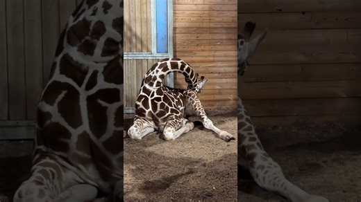 See how giraffes sleep in the most surprising position