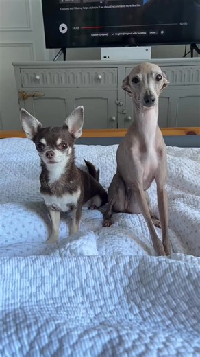 32 reactions | Quivering Queens™️ | Jasmine and Rose | Facebook