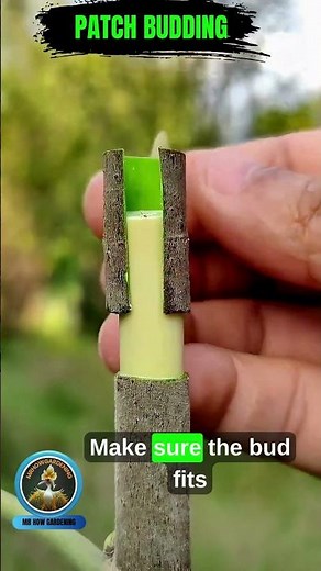 How to Do Patch Budding on Fig Plant
