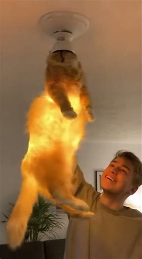Can a Cute Cat Become a Light Bulb? Funny Video