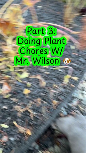 🪴 Frenchie vs. Foliage: The Fall Cleanup Edition 🍂🐶 I thought I was trimming back the daylilies for fall… turns out Wilson thought we were starting a tug-of-war tournament. 😅 Nothing like a Frenchie “helper” who thinks gardening means pulling up every leaf within reach. 💚 He’s got the enthusiasm, I’ll give him that — precision? Not so much. 😂 Don’t worry — my little plant assistant is perfectly safe! The daylilies are non-toxic to dogs, so this is just one big, harmless mess of dirt, zoomi