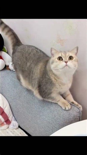 Blue & Gold Gloves: Real-Life Unboxing & Review