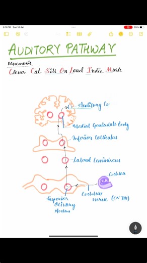 Vishwasni Chaudhary on Instagram: "The auditory pathway is the neural route for hearing, starting with hair cells in the cochlea (inner ear) converting sound vibrations to electrical signals, sent via the vestibulocochlear nerve (CN VIII) to the brainstem (cochlear nuclei, superior olivary complex, inferior colliculus), then the thalamus (medial geniculate body), and finally to the auditory cortex in the temporal lobe (Brodmann areas 41, 42) for perception, involving parallel processing for feat