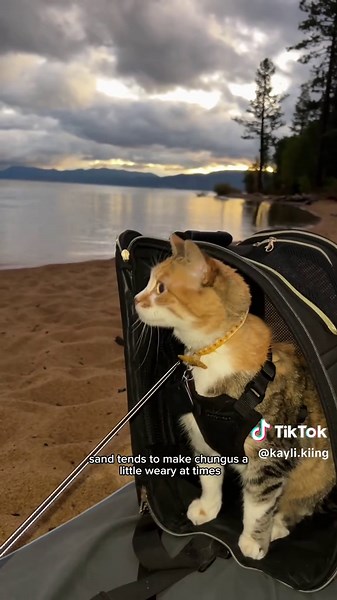 GIVEAWAY DETAILS BELOW 👇🏼👇🏼👇🏼 #ORIJENPartner What is in the giveaway? @ORIJEN™ Pet Food will be sending one of you their adventure pet kit! This includes a Yeti tote bag filled with pet food and essentials to enjoy your time together outside. How to enter? Step 1: head over to my Instagram @kayli.kiing Step 2: Make sure to be following me and @orijenpetfood on IG Step 3: comment your pets favorite outdoor activity on the INSTAGRAM version of this video :) Giveaway details: There will be on