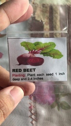 Red Beets #redbeets #beetroot #seeds #vegetableseeds #plantita