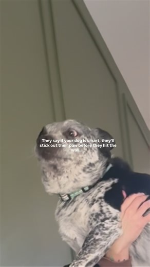 ✨Relatable Content for Women✨ on Instagram: "I mean…… #foryoupage💙 #explorepage✨ #blueheelers #australiancattledogsofinstagram #servicedogsofinstagram"