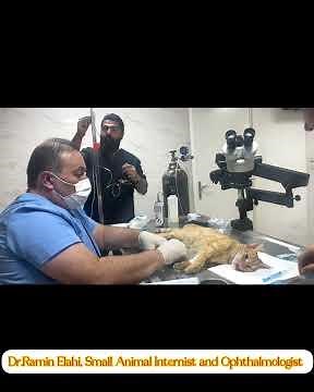 Cardiopulmonary Resuscitation in a cat (CPR)