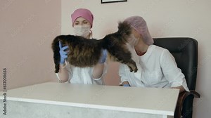 A veterinarian examines a cat during an appointment at a veterinary clinic. Hospital for pets