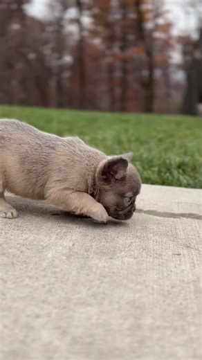 Playtime with Luna - Blue Fawn Fluffy Frenchie 🐾 #frenchbulldog