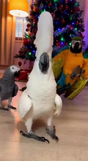 Snailigus (@snailigus)’s videos with original sound - Snailigus