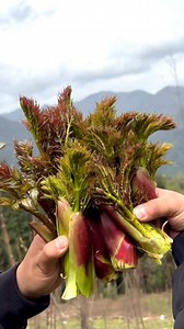 China’s Most Popular Wild Spring Vegetable, Aralia Elata!! #shorts #plants #farming #instagram #reels #nature #china | The Facts Hub