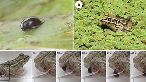 This Beetle Can Escape After Being Swallowed By A Frog By Hurrying Out The Back Door, If You Know What We Mean