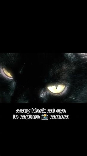 “Scary Black Cat Eyes Captured in HD”🐈📸#nature #cat