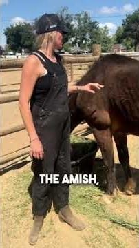 Introducing Hollis! #help #horse #animals