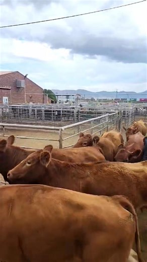 24K views · 561 reactions | Warbonnet Ranch cows cows to test good age and quality | Willcox Livestock Auction | Facebook