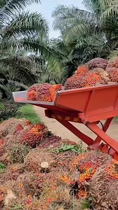 46K views · 477 reactions | How palm process to become palm oil and other chemical #palm #process #oil #chemical | Lee Yumi | Facebook