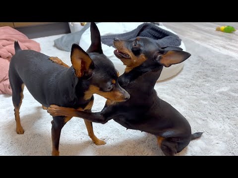 My dog shows love by becoming a hurricane.