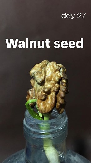 nature lapse on Instagram: "Walnut seed time lapse, growing in water for 2 months Walnuts need a cool environment. keep it in wet paper towel or in water You can place it in the fridge for low temperature #walnut #seeds #seed #plant #timelapse #growth #nature #leaves #fruit"