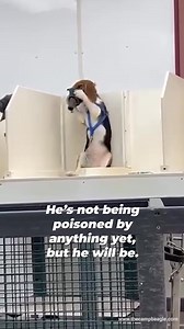 94 reactions · 12 shares | He’s being forced to submit to wearing this mask just so massive laboratory supplier Marshall BioResources can sell him for a big price. | PETA (People for the Ethical Treatment of Animals) | Facebook