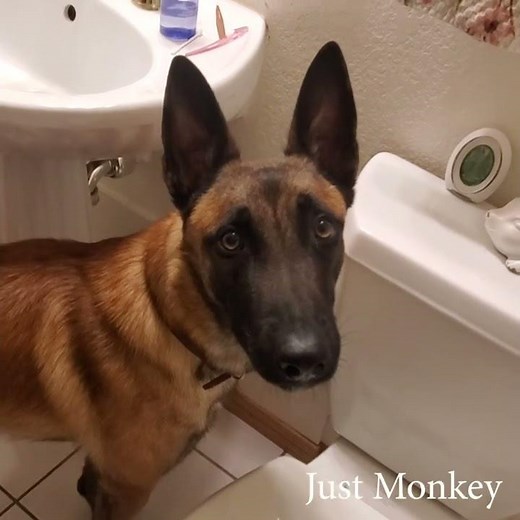 Dog peeing in toilet Viral video