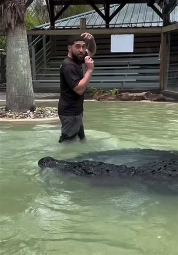 The zigzag myth has fooled people for years… 🐊 #Alligator #WildlifeFacts #Nature #AnimalFacts #LearnOnTikTok