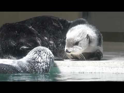 鳥羽水族館 ラッコ キラちゃん、メイちゃんのお誘いにビックリしてしまう