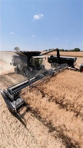 Fendt IDEAL 10T combine, MacDon FD241 41ft Flex Draper header harvesting rapeseed #fendt
