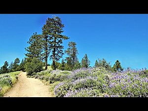 Santa Barbara County - Figueroa Mountain Hike