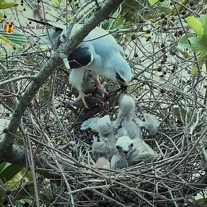 The Smallest Bird Stands at number one, And can she get enough food? | Review Bird Nest
